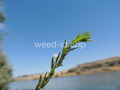 loosestrife, hyssop